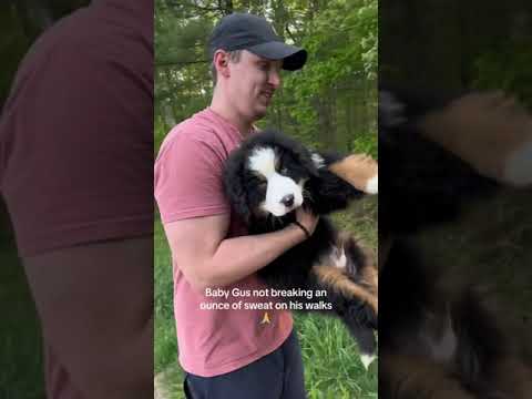 Bernese Mountain Dog Puppy | Dog Funny Videos | Cute Puppy Videos