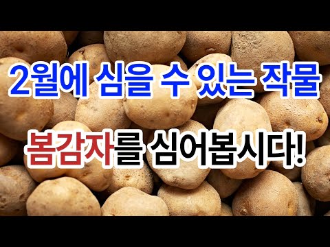 2월에 심을 수 있는 작물 봄감자를 키워보세요!