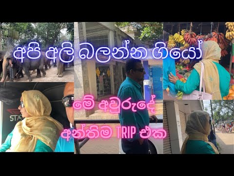 මේ අවුරුද්දේ අන්තිම trip එක අපි අලි බලන්න ගියේ#trip#vlog#youtube