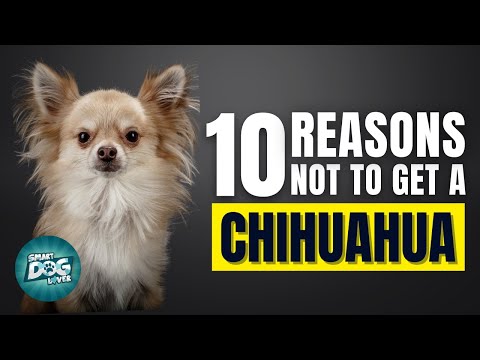 10 Reasons Why You SHOULD NOT Get a Chihuahua