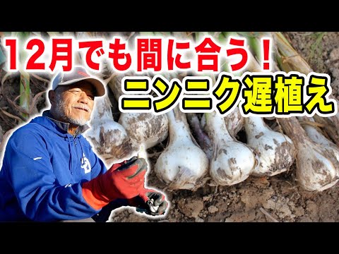 12月でも育つ！ニンニク超遅植え　立派に育てる秘訣はシンプル