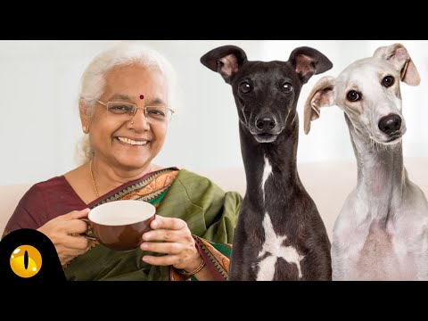 TOP 10 DOG BREEDS FOR SENIORS