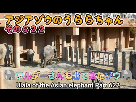 アジアゾウのうららちゃん（６２２）🐘ワルダーさんも出てきたゾウ🐘（東山動植物園）Ulala of the Asian elephant Part 622