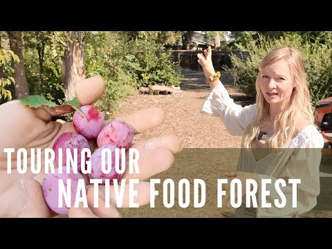 This native food forest feeds us AND supports our garden!