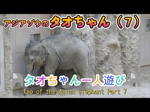 アジアゾウのタオちゃん（７）🐘タオちゃん一人遊び🐘（円山動物園）Tao of the Asian elephant Part 7