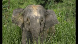 Borneo Pygmy Elephant Biology Project