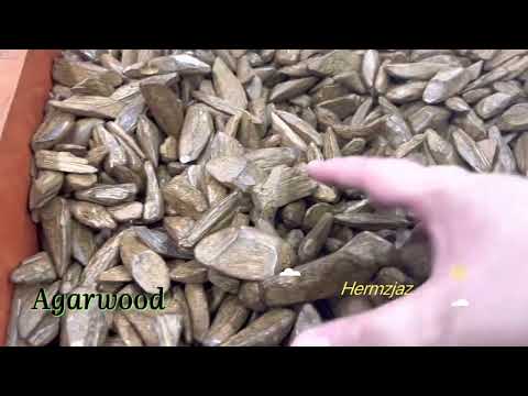 Agarwood || HermzJaz