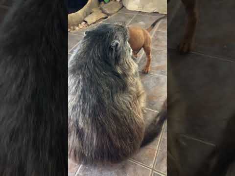 A Puppy spinning around a Baboon! 😂🥰