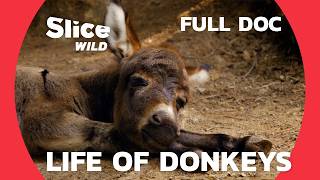 Donkeys: Amazing and Little-Known Companions | SLICE WILD | FULL DOC