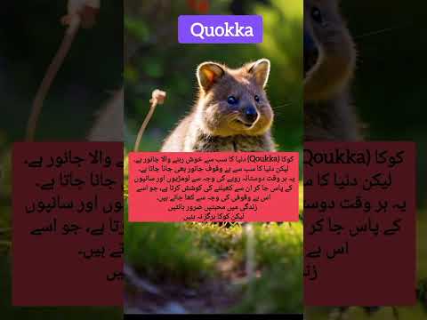 quokka #quokka #poetry #status #statusvideo #love #animalstatus #whatsappstatus #videostatus #poetry