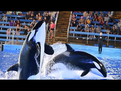 Sakari & Kamea Encounter - SeaWorld San Antonio - March 31, 2024