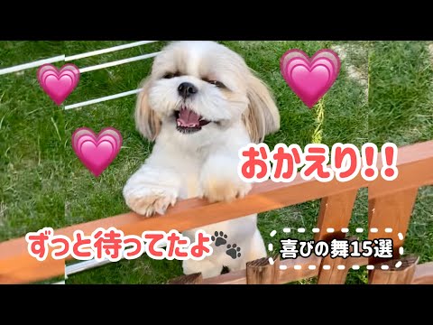 【おかえり！】飼い主の帰りを健気に待つシーズー🐶喜びの舞15選