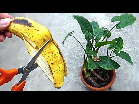 Banana Peels Surprising Uses You Probably Didn’t Know About!