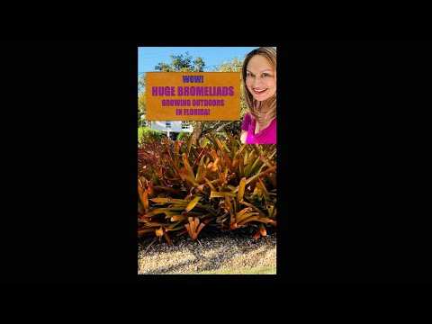 BROMELIAD GARDENS Huge Bromeliads Growing in the Ground- Florida! (Gardening Shorts) Shirley Bovshow