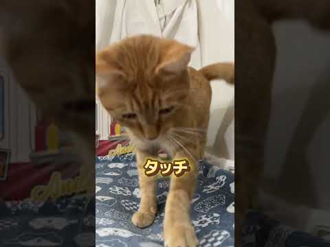 チャイさんの暮らし82。#保護猫