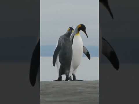 Funny Penguins🐧🐧#shorts#viral#comedy#cute#entertainment