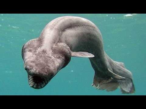 Facts: The Frilled Shark