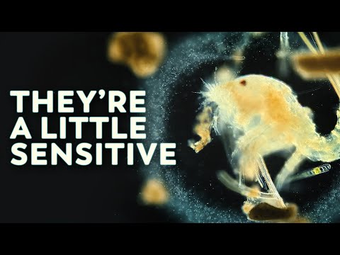 These Tiny Crustaceans Hate Change