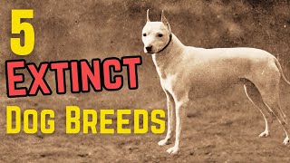 Top 5 EXTINCT Dog Breeds