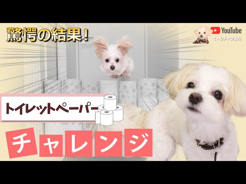 【世界記録！？】まさかの4段越え！スゴい！面白い！可愛い！全部詰まったトイレットペーパーチャレンジ🐶チワプーのてぃむが挑戦【＃058】Toilet Paper wall Challenge