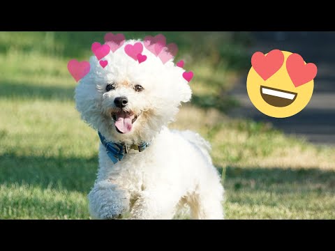 CUTEST DOG!? Bichon Frise