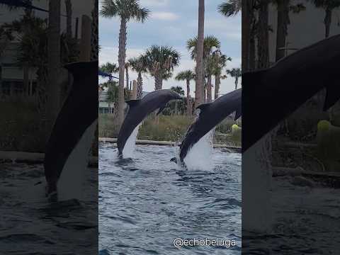 POV: You found the Disney dolphins in their new home! #Malabar #Calvin #Ranier #dolphinoasis