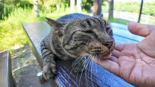 公園のキジトラ猫ちゃん、モフられにテーブルに上ってきた