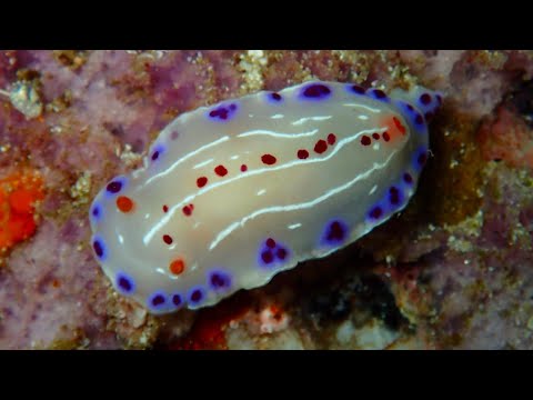 Facts: The Cape Dorid Nudibranch