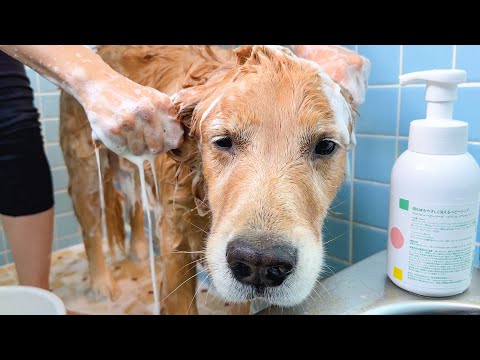 お風呂がイヤすぎて何をされても虚無な愛犬が可愛すぎるww【ペット向けの空気清浄機｜LevoitVital100S】