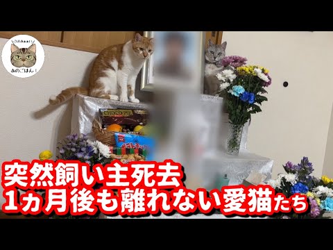 ３２歳の若さで急逝した飼い主の遺影に寄り添う猫に涙が…