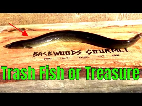 TRASH FISH OR TREASURE EEL | CATCH CLEAN AND COOK