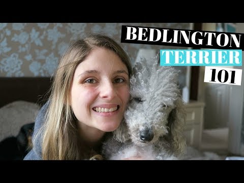 BEDLINGTON TERRIER DOGS 101 - PROS AND CONS