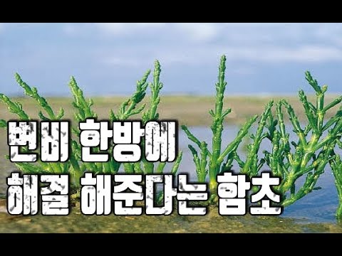 변비를 한방에 해결해준다는 함초의 효능