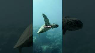 Turtle Secrets: Breathe Through Their Butts! #amazinganimals #animalfacts #discovernature