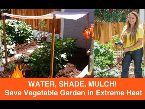 HOW to PROTECT VEGETABLE PLANTS When TEMPERATURE is HIGH! (+90 Degrees in Summer)🔥 Shirley Bovshow