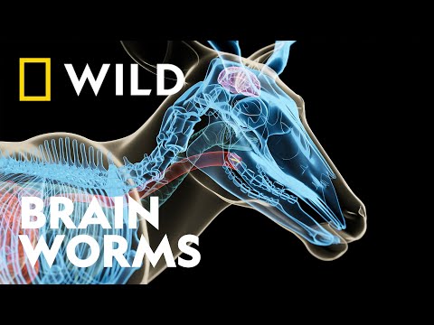 How Brain Worms Find Their Hosts | Zombie Animals | National Geographic WILD UK