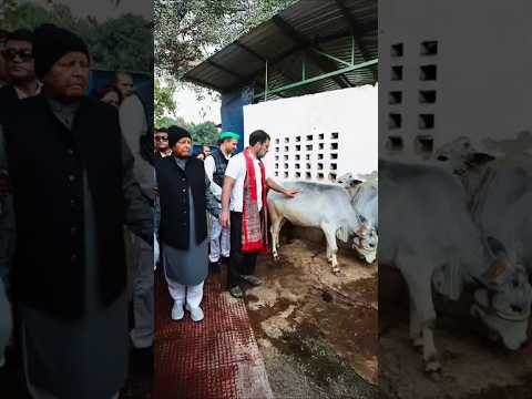 Lalu Yadav से मिले Rahul Gandhi ||#viralshortvideo #rahulgandhi #laluyadav #shots #shorts #congress