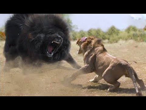 15 Times Land Animals Messed With The Wrong Opponent