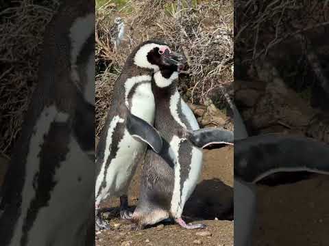 Walk with the penguins (and like the penguins!) in Tierra del Fuego on Martillo Island