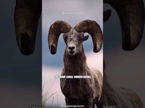 Kings of the Rocky Mountains | Bighorn Sheep