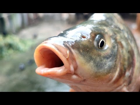 Beautifully Carp Fish video | cute fishing video