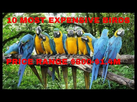 10 Most Expensive Pet Birds Ever Found/Commercial Birds In The World