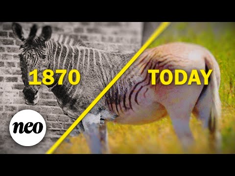 How This Extinct Animal Was Brought Back to Life