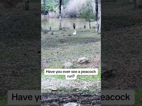 I think peacocks running is the funniest #birds #cuteanimals #funnyanimals #peacocks thing