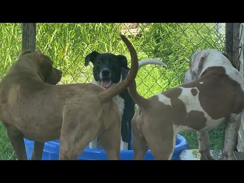 She sure knows how to cool down - Bella, Penny and Stryker