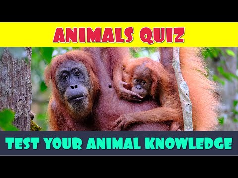 Animal General Knowledge Quiz