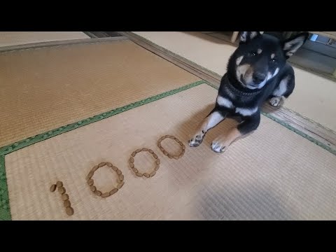 チャンネル登録者1000人達成【犬わくver】