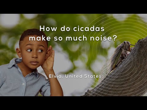 How do cicadas make so much noise?