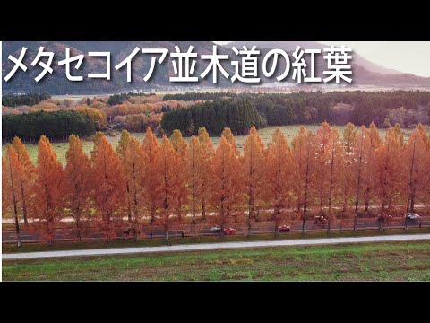 メタセコイア並木の紅葉