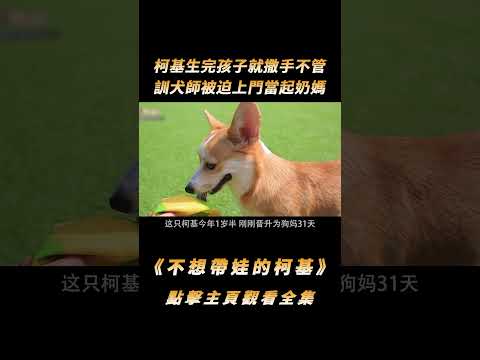 柯基生完孩子就撒手不管，訓犬師被迫上門當起奶媽，訓練吸狗兩不耽誤#shorts